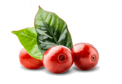 Tinc Fruit